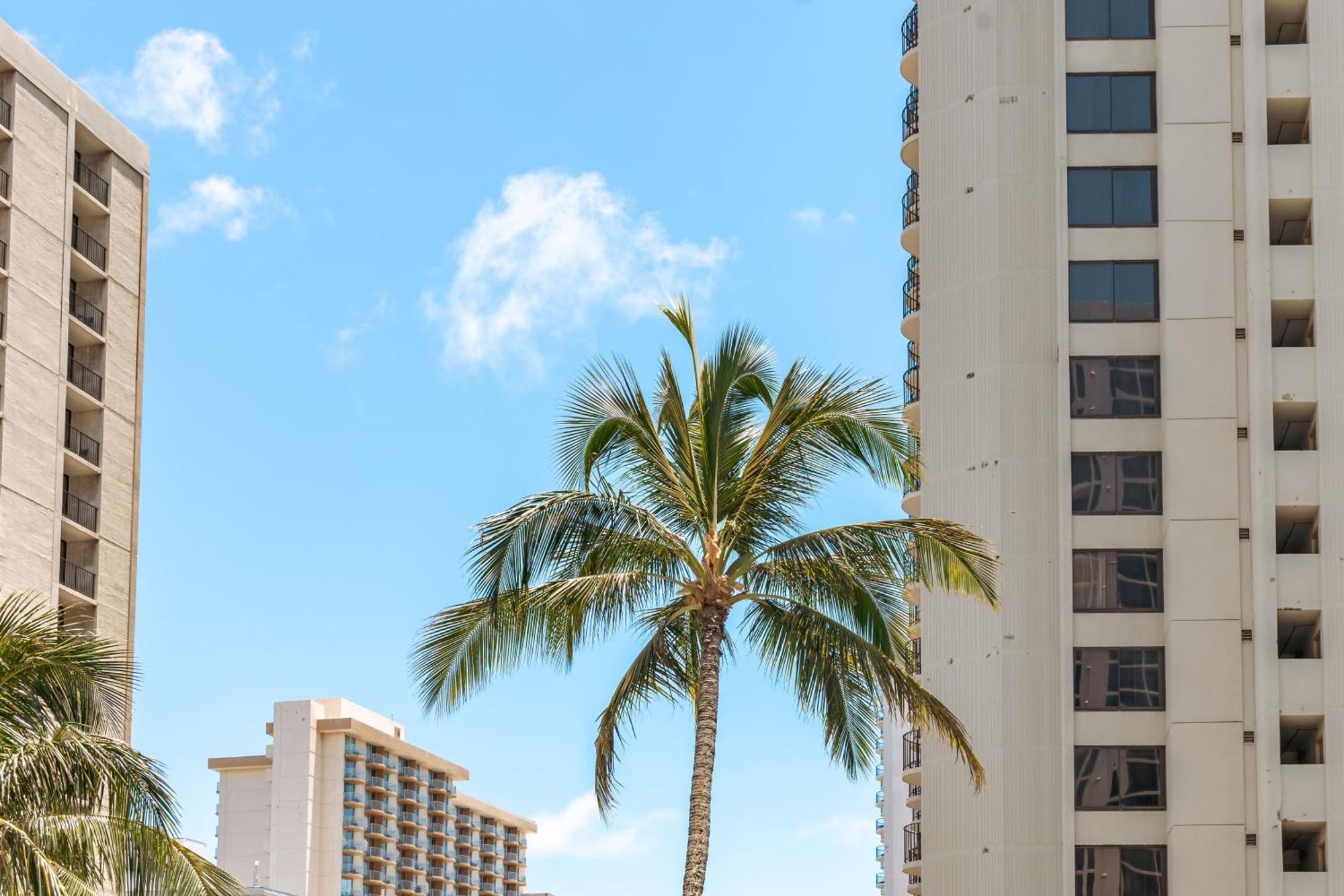 Renovated Ocean View Suite, Near Beach, Free Parking Honolulu Esterno foto
